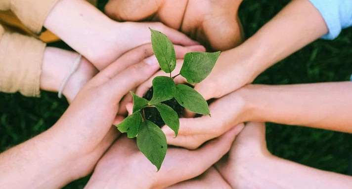 Hände halten eine junge Pflanze - Symbol für gemeinschaftliches Engagement und Wachstum